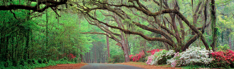 Header images courtesy of Russell Grace Images